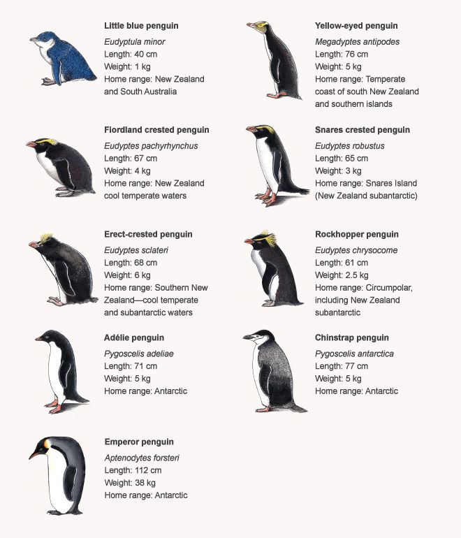 different types of penguins are shown in this chart, which includes the names and colors