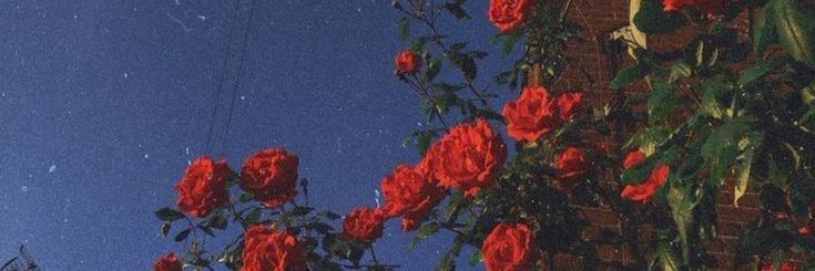 red roses growing on the side of a brick building with blue sky in the background