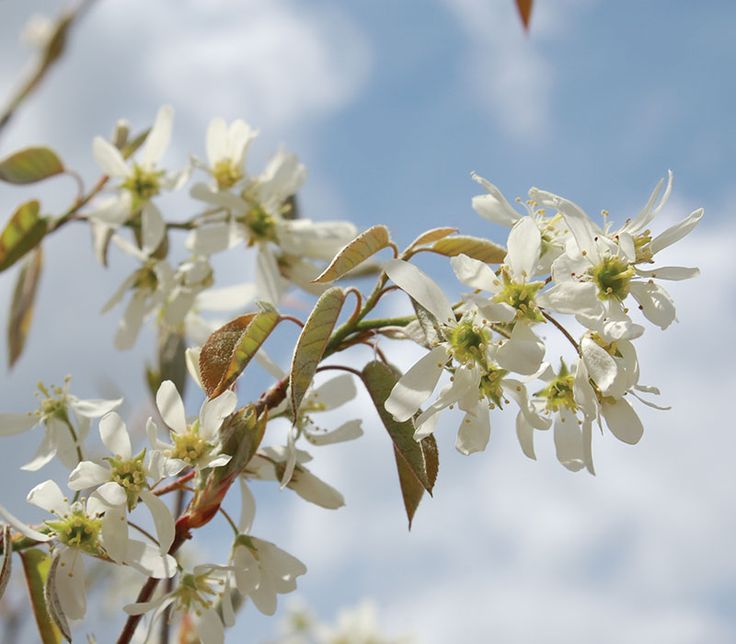 white flowers are blooming on a tree branch