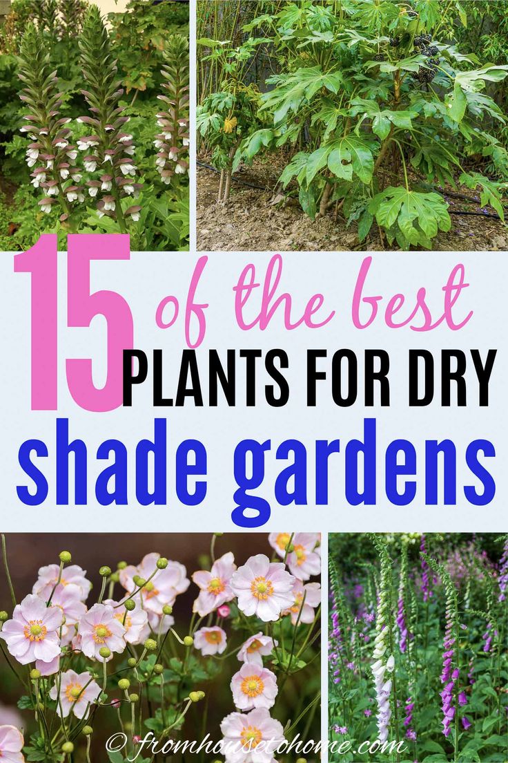 the best plants for dry shade gardens