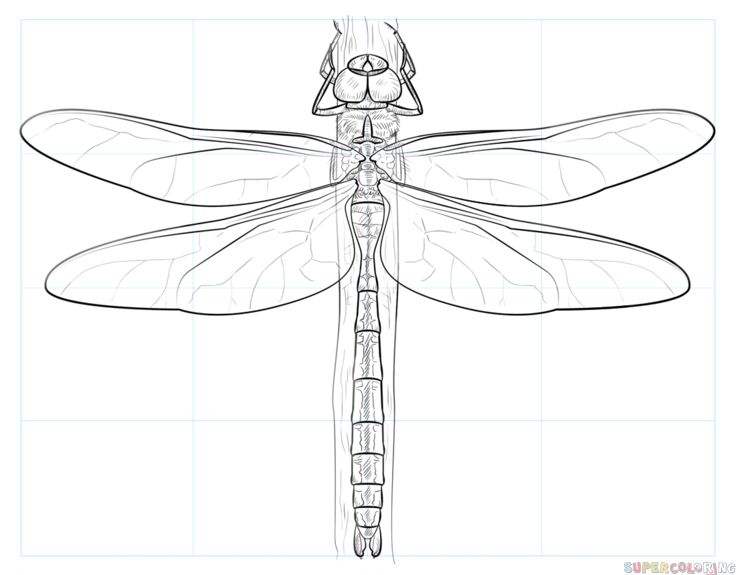 a drawing of a dragonfly sitting on top of a piece of paper