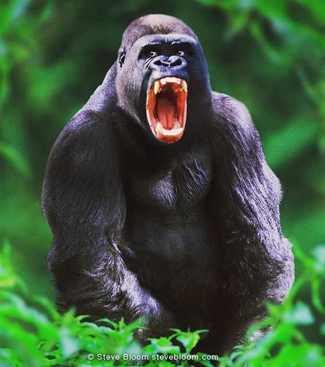 a black gorilla with its mouth open and it's teeth wide open while standing in front of green foliage