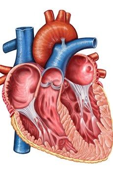 the human heart is shown in this drawing, it's surrounded by blood vessels