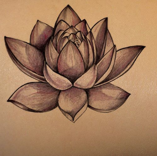 a drawing of a lotus flower on a beige background with the petals still attached to it