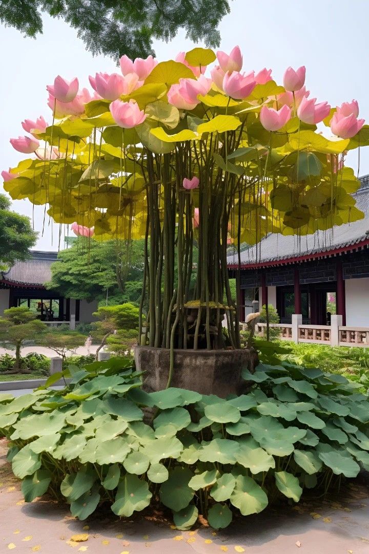 large pink and yellow flowers are in a pot on the ground next to water lilies