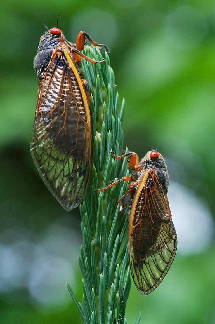 two cicadas hanging upside down on a tree branch