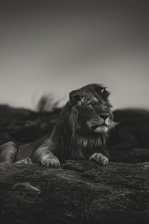 a black and white photo of a lion laying down