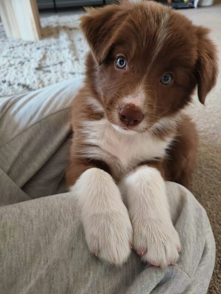 Brown border collie puppy
#puppy #bordercolliepuppy #cutepuppy #blueeyedpuppy Brown Border Collie Puppy, Brown Border Collie, Border Collie Puppy, Collie Puppy, Brown Border, Brown Puppies, Collie Puppies, Border Collie Puppies, Aussie Dogs