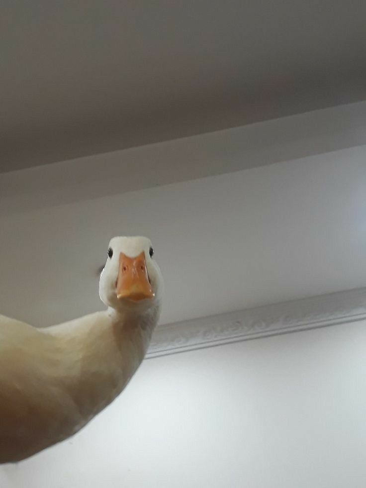 a close up of a white duck in a room