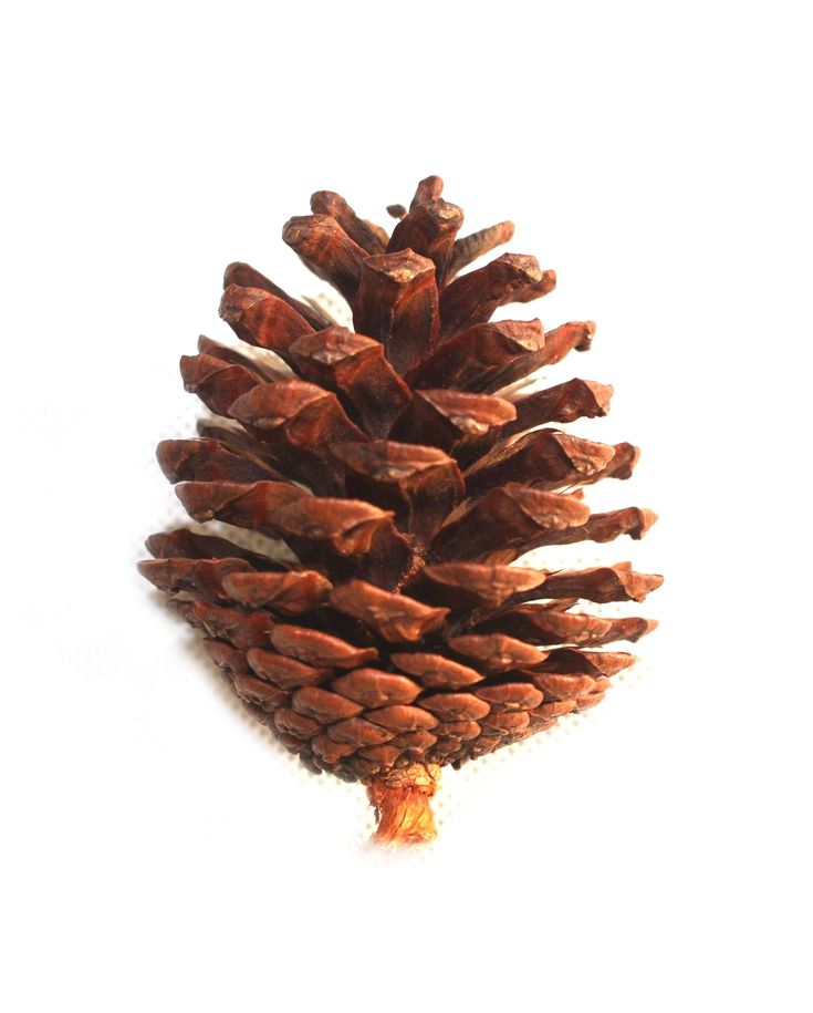 a pine cone is shown against a white background