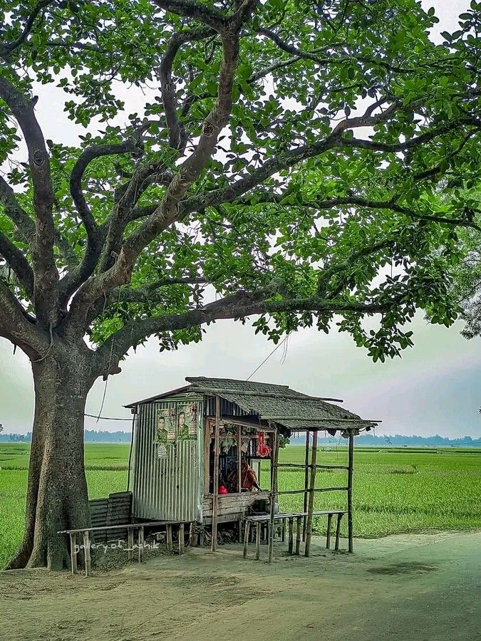 a small shack sitting under a tree in the middle of a field