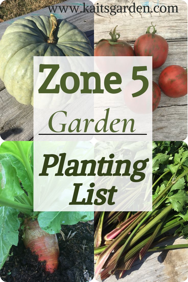 some vegetables that are on top of a wooden table with the words zone 5 garden planting list