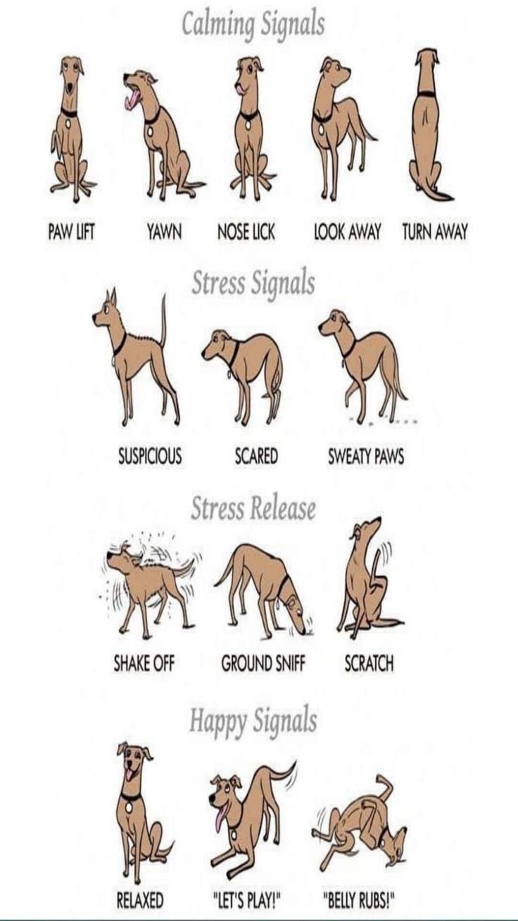 some dogs that are in different positions to learn how to use the spanish phrase for their names