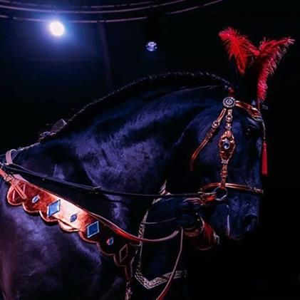 a black horse with red feathers on it's head and bridle is standing in the dark