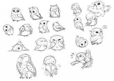 an image of different kinds of owls