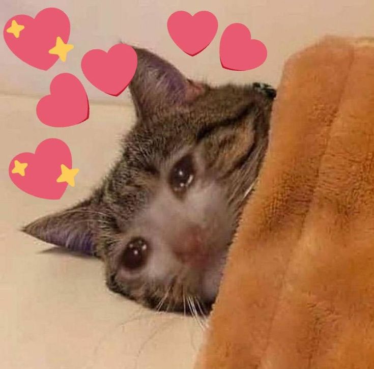 a cat laying on top of a couch next to a pillow with hearts coming out of it