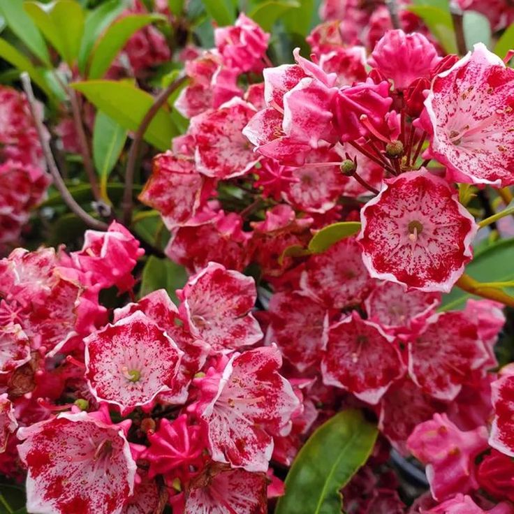 red and white flowers with green leaves in the background