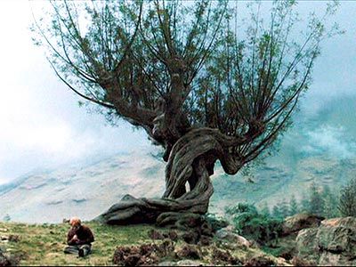 a man kneeling next to a tree on top of a hill