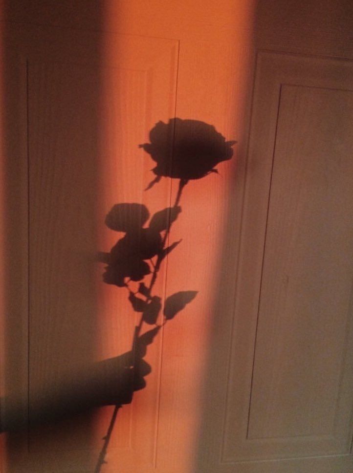 a black and white photo of a single rose in front of a door with the light coming through it