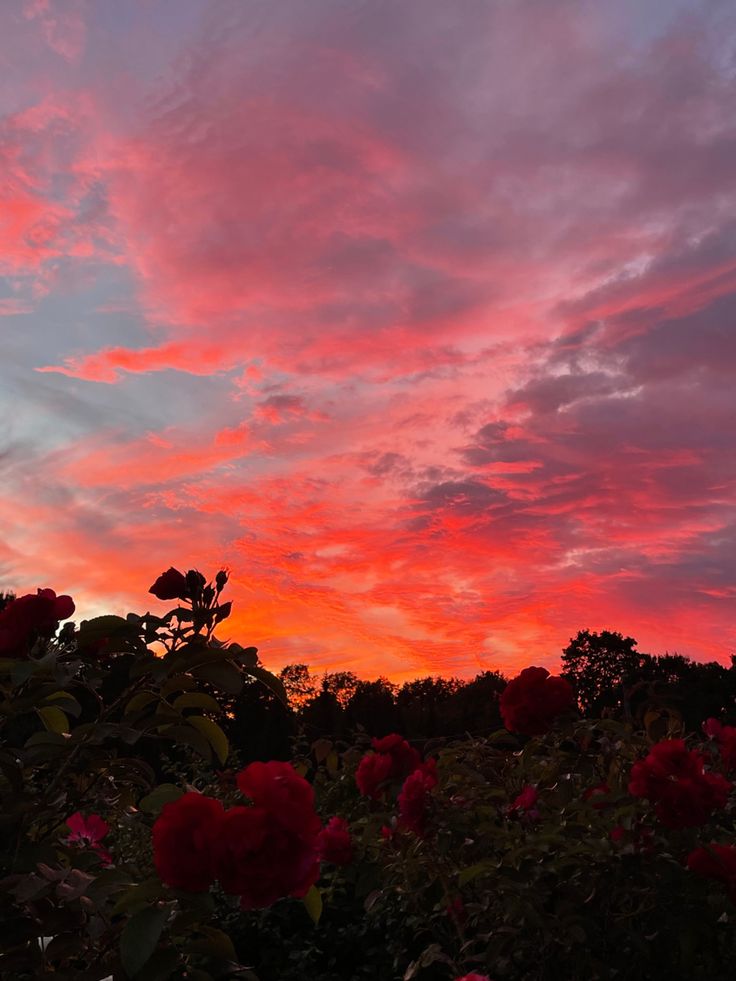 the sky is pink and blue with red flowers in it, as the sun sets