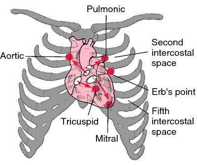 diagram of the human heart and its major parts labeled in red on a white background