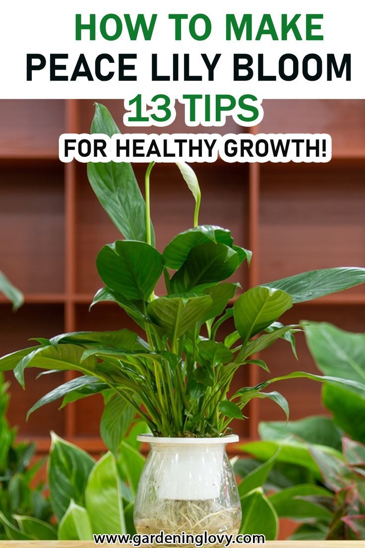 a potted plant with the words how to make peace lily bloom 13 tips for healthy growth