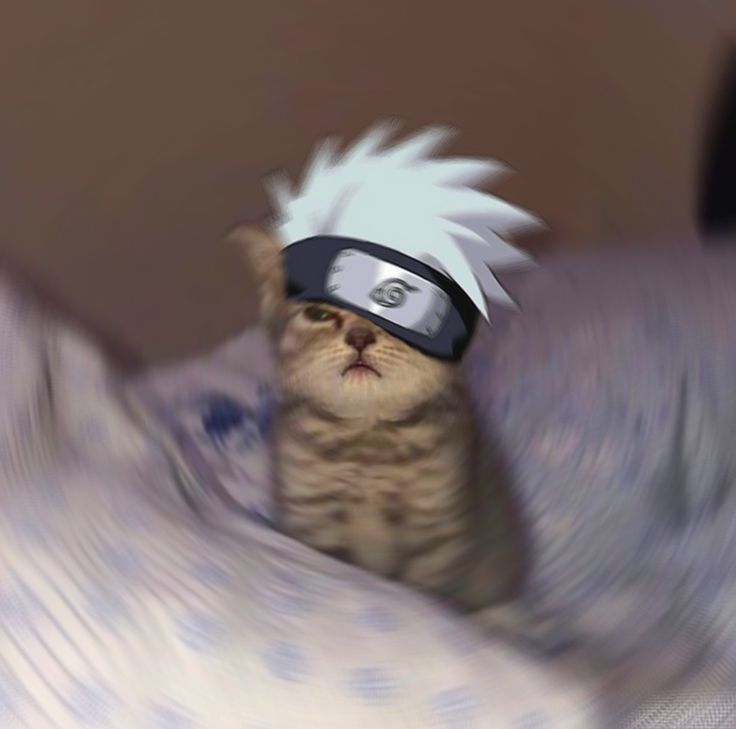 Kakashi Icon Naruto Cat Pfp, Naruto Discord Pfp, Kakashi Wallpaper Aesthetic Dark, Kakashi Profile Picture, Kakashi Pfp Manga, Kakashi Profile, Cat Naruto, Cat Pp, Kakashi Pfp