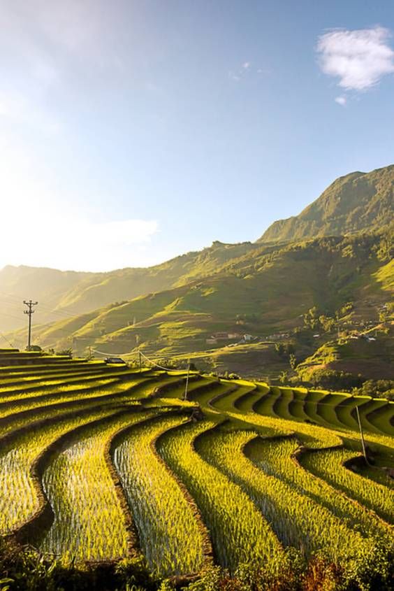 the sun shines brightly on a rice field with mountains in the background