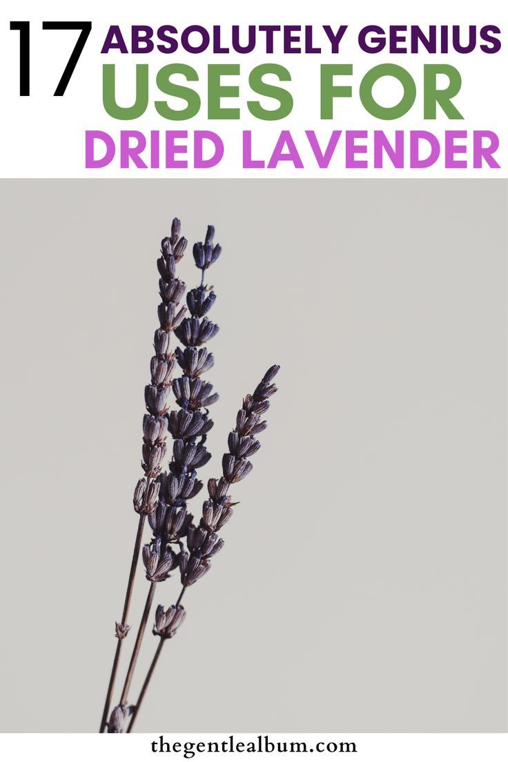 ideas for using dried lavender Dried Lavender Arrangements, How To Use Dried Lavender, Uses For Dried Lavender, Dried Lavender Crafts, Things To Do With Dried Lavender, How To Dry Lavender Flowers, What To Do With Lavender Flowers, Lavender Bug Repellent, What To Do With Dried Lavender