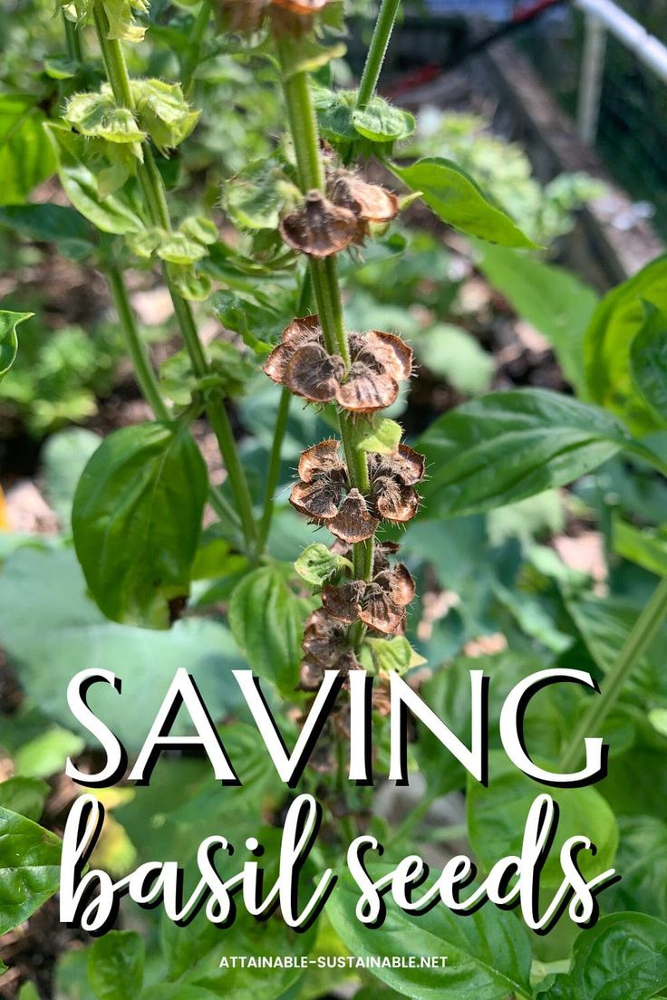 the words saving basil seeds are in front of some green leaves and plants with brown flowers