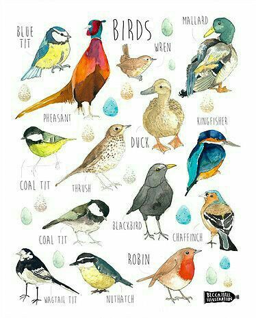 an illustration of birds with their names in english