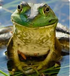 a green frog sitting on top of a body of water