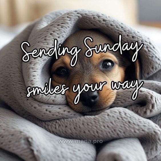 a dog wrapped up in a blanket with the words sending sunday smiles your way on it