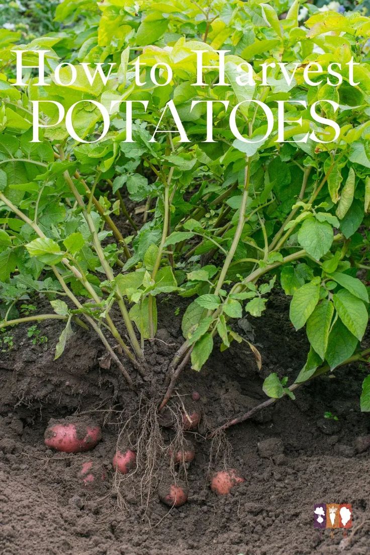 potatoes growing in the soil with text overlay that reads how to harvest potato potatoes