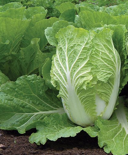 lettuce growing in the garden with green leaves