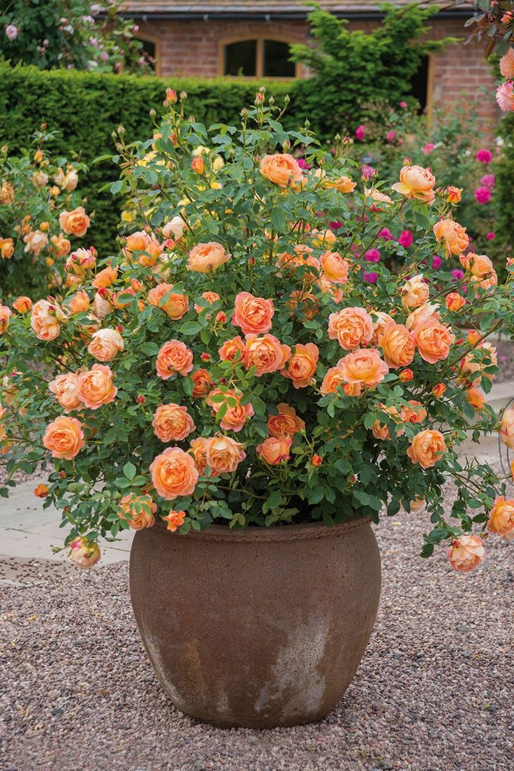 a large potted plant with orange flowers in the middle of a gravel ground area