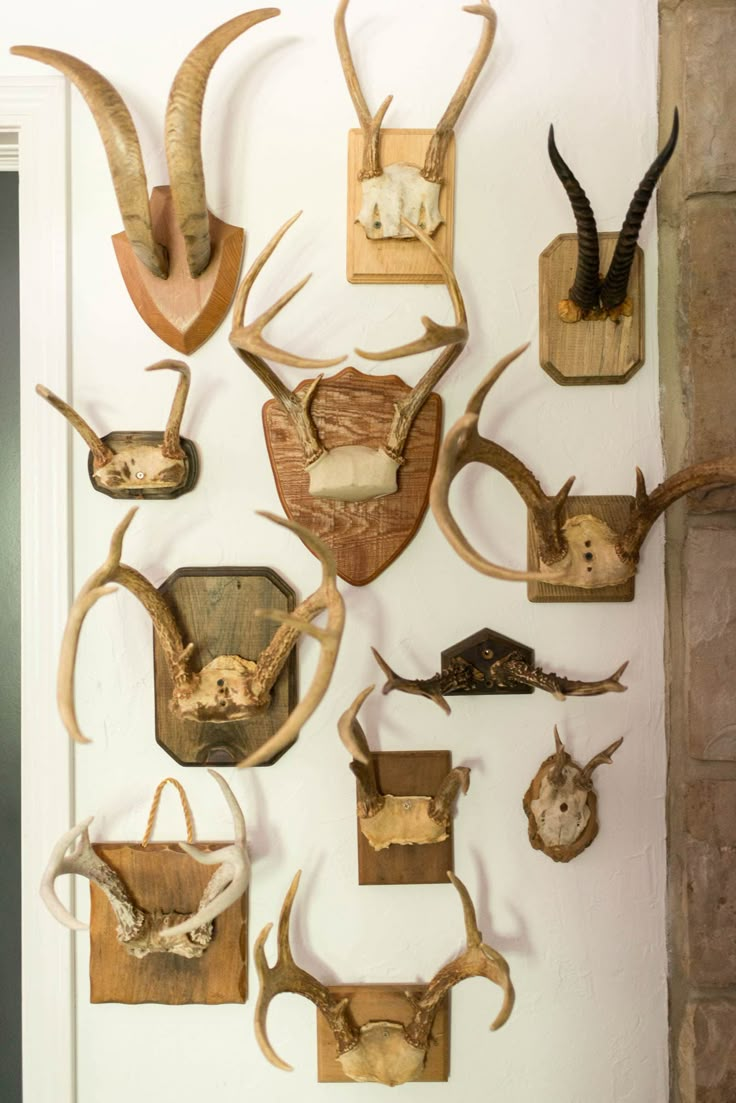 several deer heads mounted on the wall