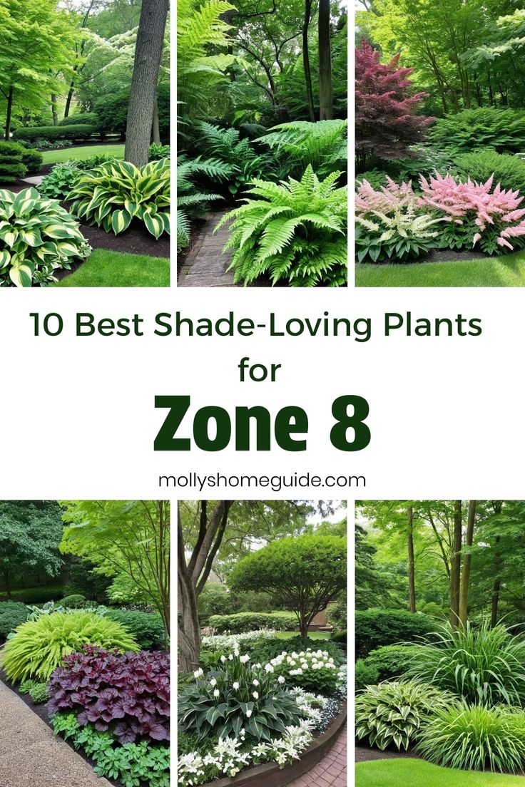 the top 10 best shade - loving plants for zone 8, including trees and shrubs