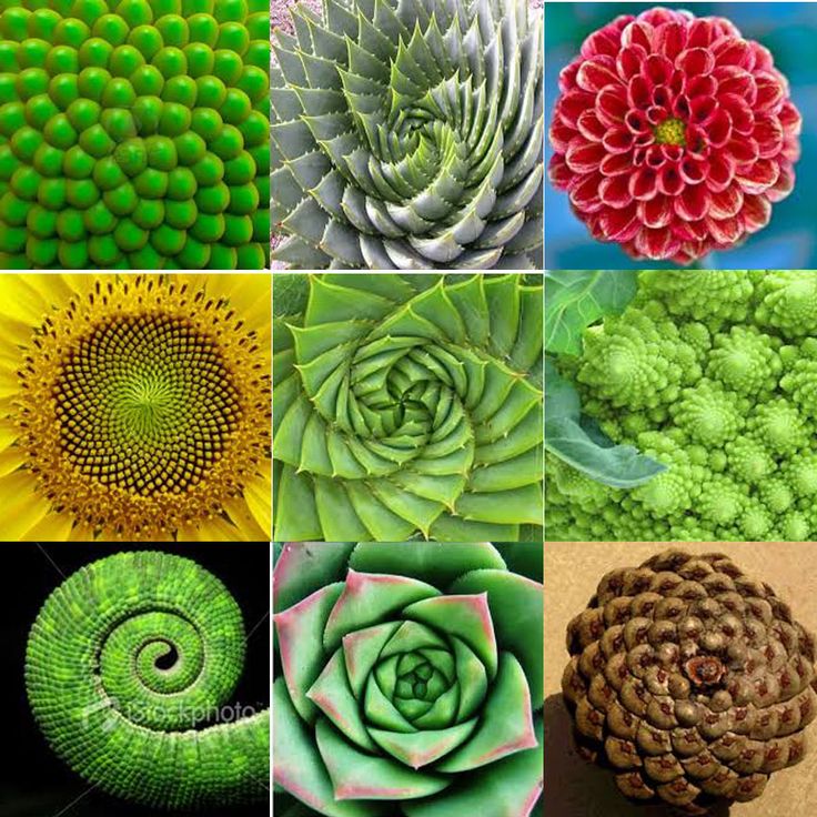 Fibonacci Spiral Nature, Fibonacci In Nature, Fibonacci Sequence In Nature, Fibonacci Art, Maths In Nature, Fractals In Nature, Spirals In Nature, Nature Geometry, Geometry In Nature