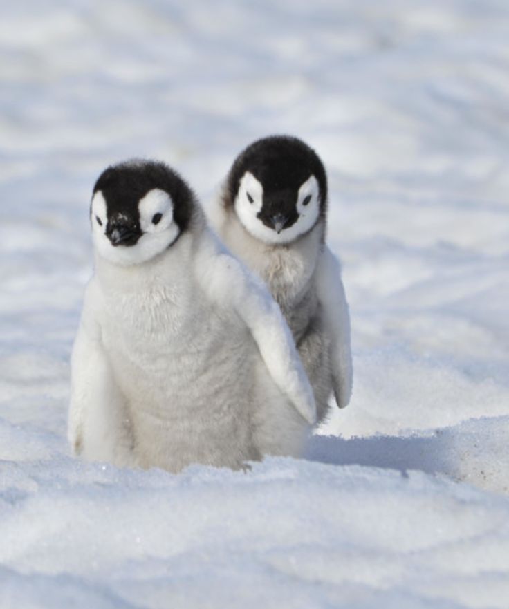 two small penguins standing next to each other in the snow