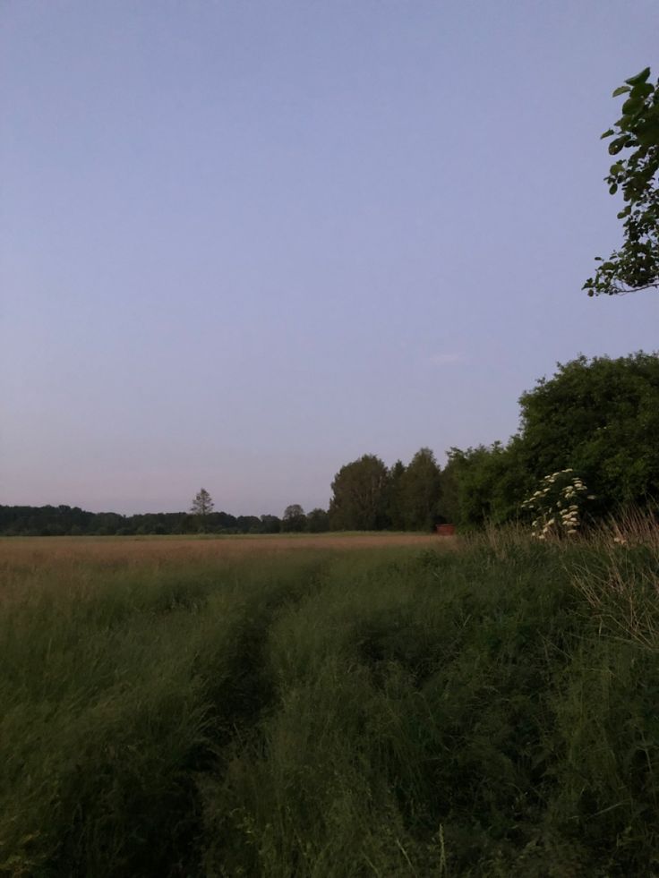 a field with tall grass and trees in the background