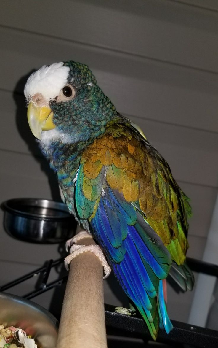 a colorful bird sitting on top of a persons arm