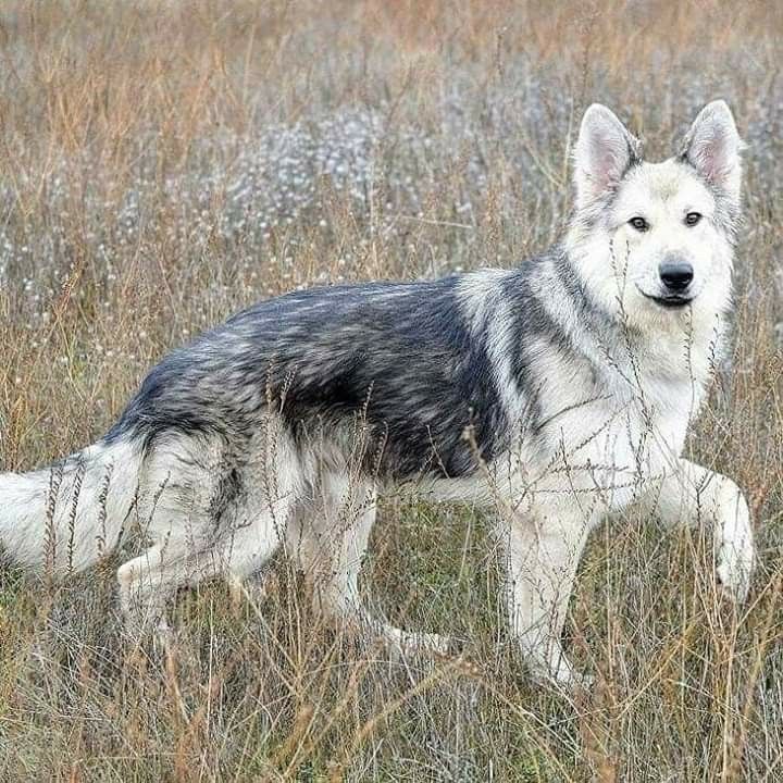 a large gray and white dog walking through tall grass