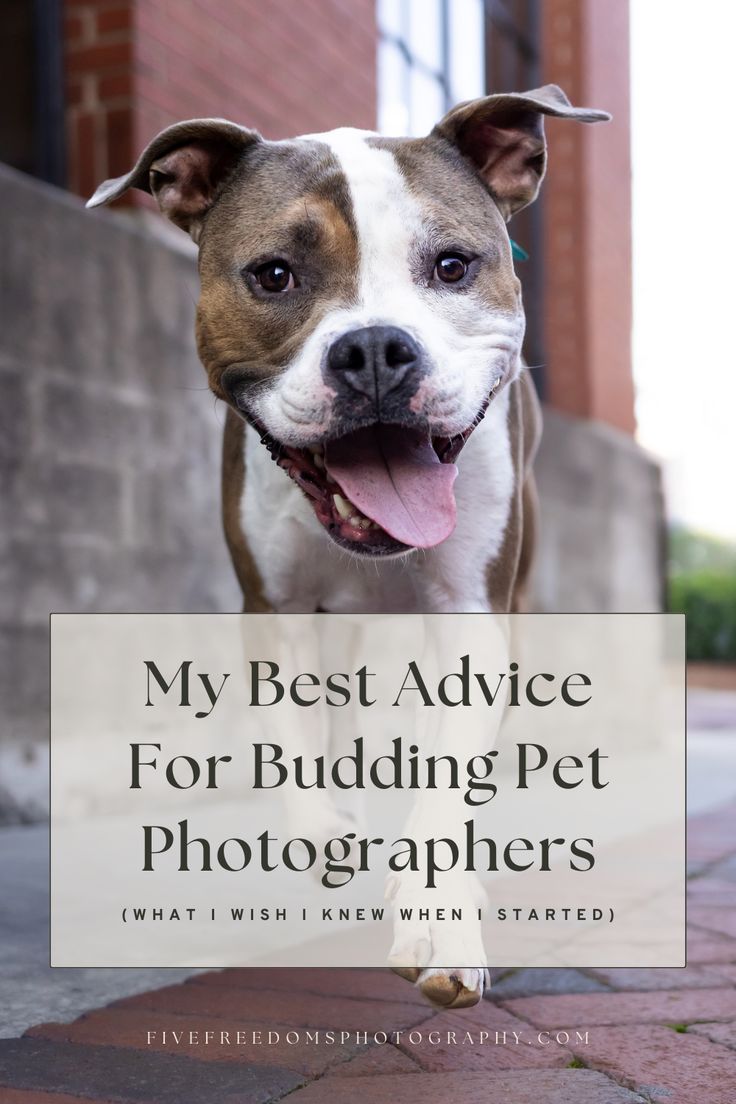 a brown and white dog standing on top of a sidewalk next to a sign that says, my best advice for building pet photographers