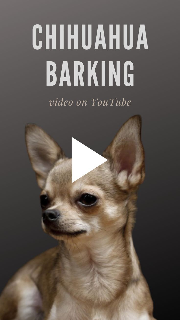 the chihuahua barking video on youtube is now available for purchase in stores, and it's free