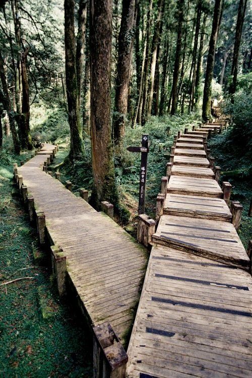 a wooden walkway in the middle of a forest