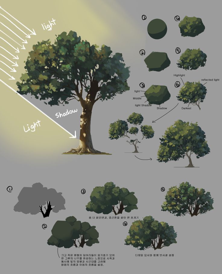 an info sheet showing the different types of trees