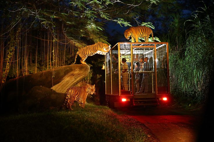 two tigers are in a cage on the side of a road at night with red lights