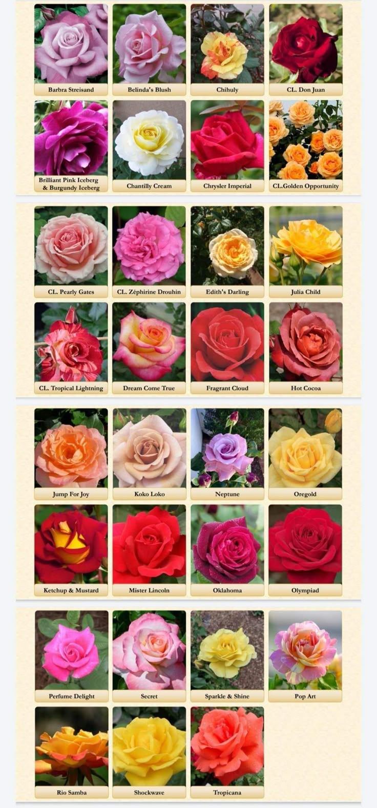 many different types of roses are shown in this image, with the names below them