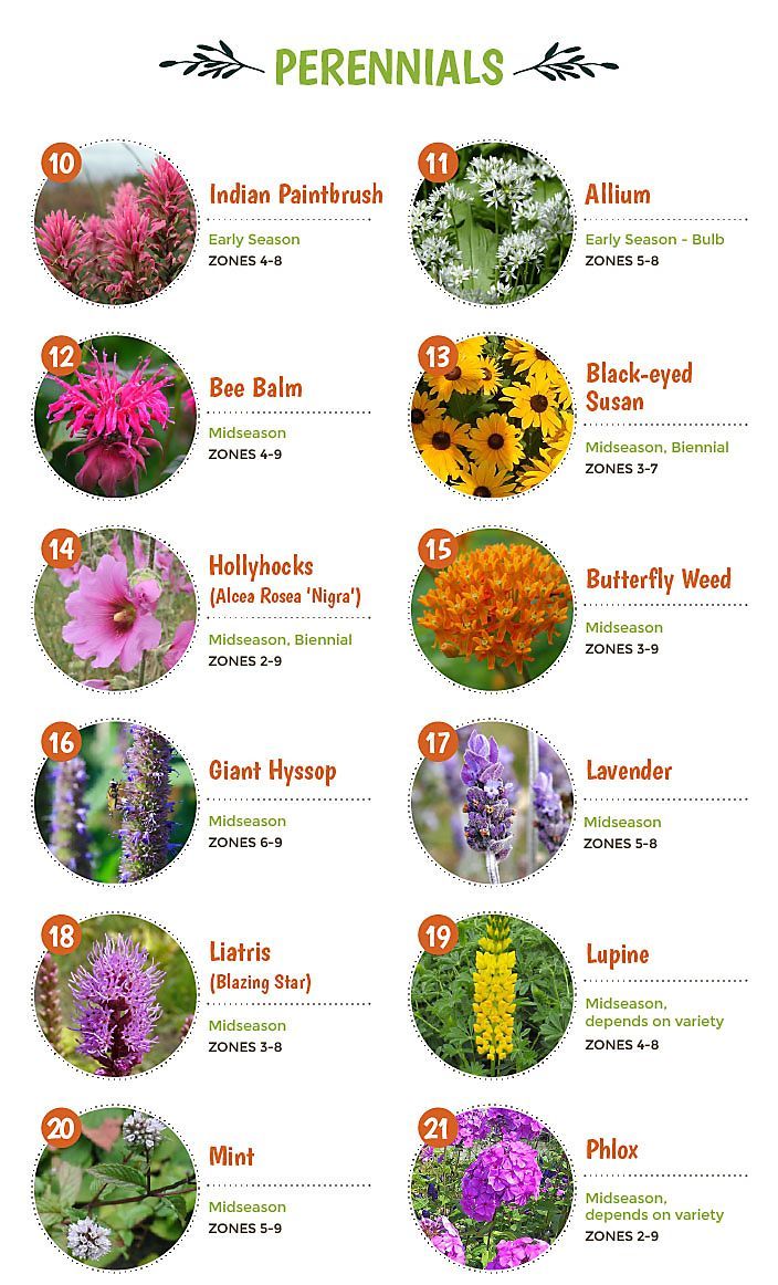 an info sheet with different types of flowers